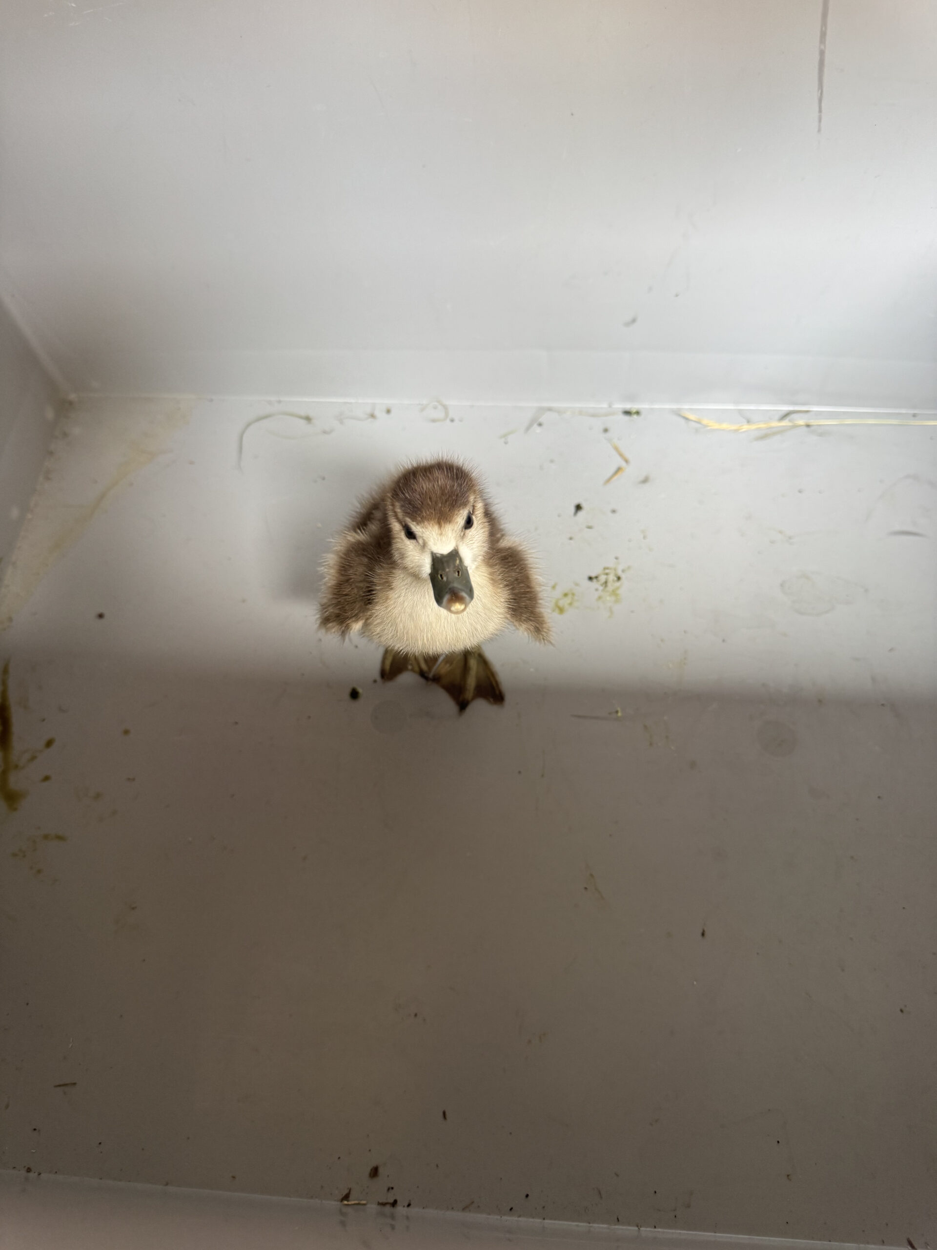 Tierrettung